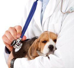 Centro Veterinario Perales examinando cachorro