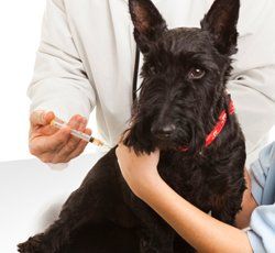 Centro Veterinario Perales perro negro recibiendo vacuna