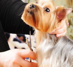 Centro Veterinario Perales perro recibiendo corte de pelo